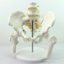 PELVIS01 (12338) Modèle de squelette pelvien grandeur nature anatomie médicale avec têtes de fémur mobiles et vertèbres lombaires 2pcs